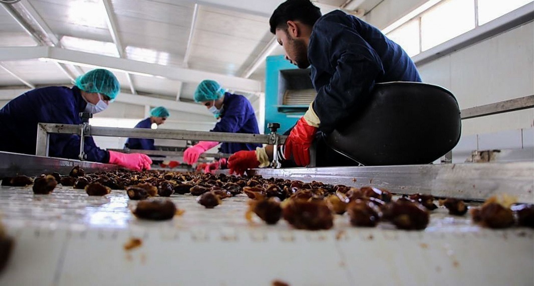 خرما از جنوب، برند از شمالغرب؛ چرا آذربایجان&zwnj;شرقی رتبه اول فرآوری خرما را دارد؟