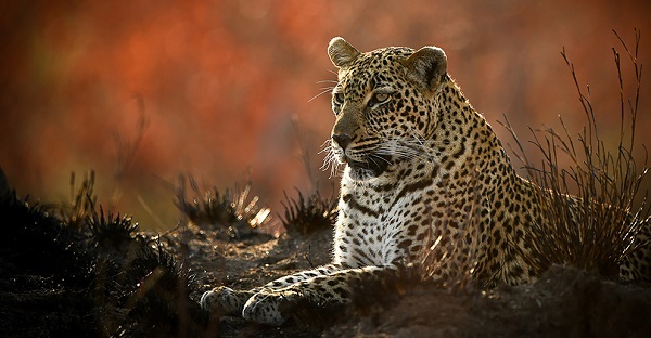 پس از سال&zwnj;ها ثبت تصویر &laquo;پلنگ ایرانی&raquo; برای نخستین&zwnj;بار در پارک ملی قطرویه فارس+فیلم