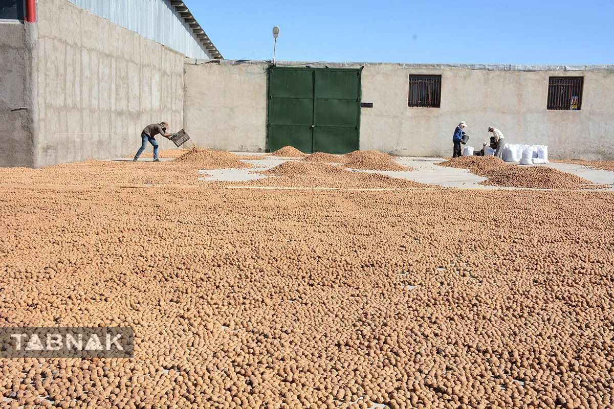 برداشت گردو اصلاح شده با دستگاه مکانیزه برداشت گردو اصلاح شده با دستگاه مکانیزه