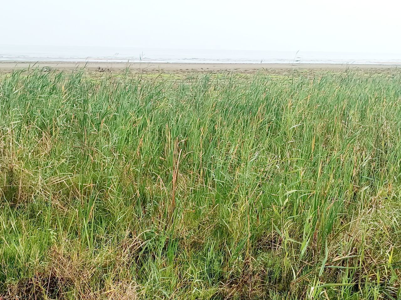 عقب&zwnj;نشینی ۲۰۰ متری خزر در شمال کشور/هشدار بزرگ برای شمال ایران