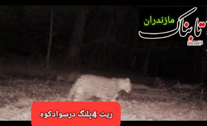 مشاهده چهار پلنگ ایرانی در یک قاب در سوادکوه