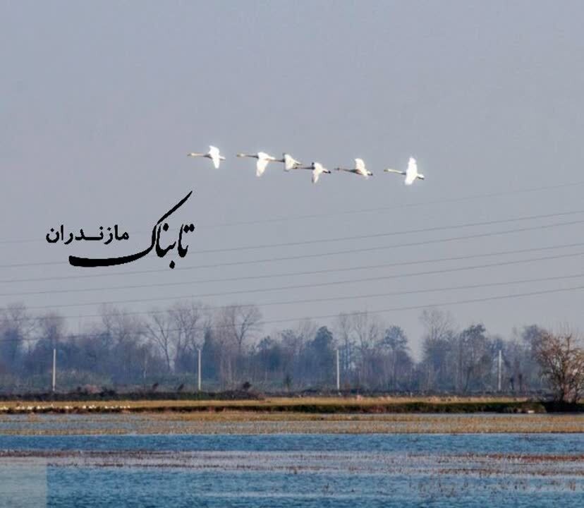 ورود زمستانه&zwnj;ی قو&zwnj;های مهاجر به مازندران