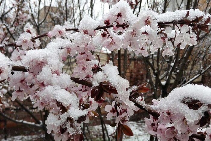 آماده&zwnj;سازی باغات اردبیل برای مقابله با سرمازدگی درختان