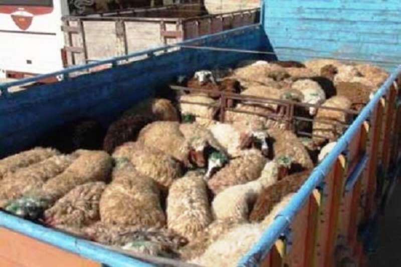 افزایش ۱۱۰ درصدی قاچاق دام در کردستان/ کشف بیش از ۱۰ هزار رأس دام در ۸ ماهه ۱۴۰۴ افزایش ۱۱۰ درصدی قاچاق دام در کردستان/ کشف بیش از ۱۰ هزار رأس دام در ۸ ماهه ۱۴۰۴